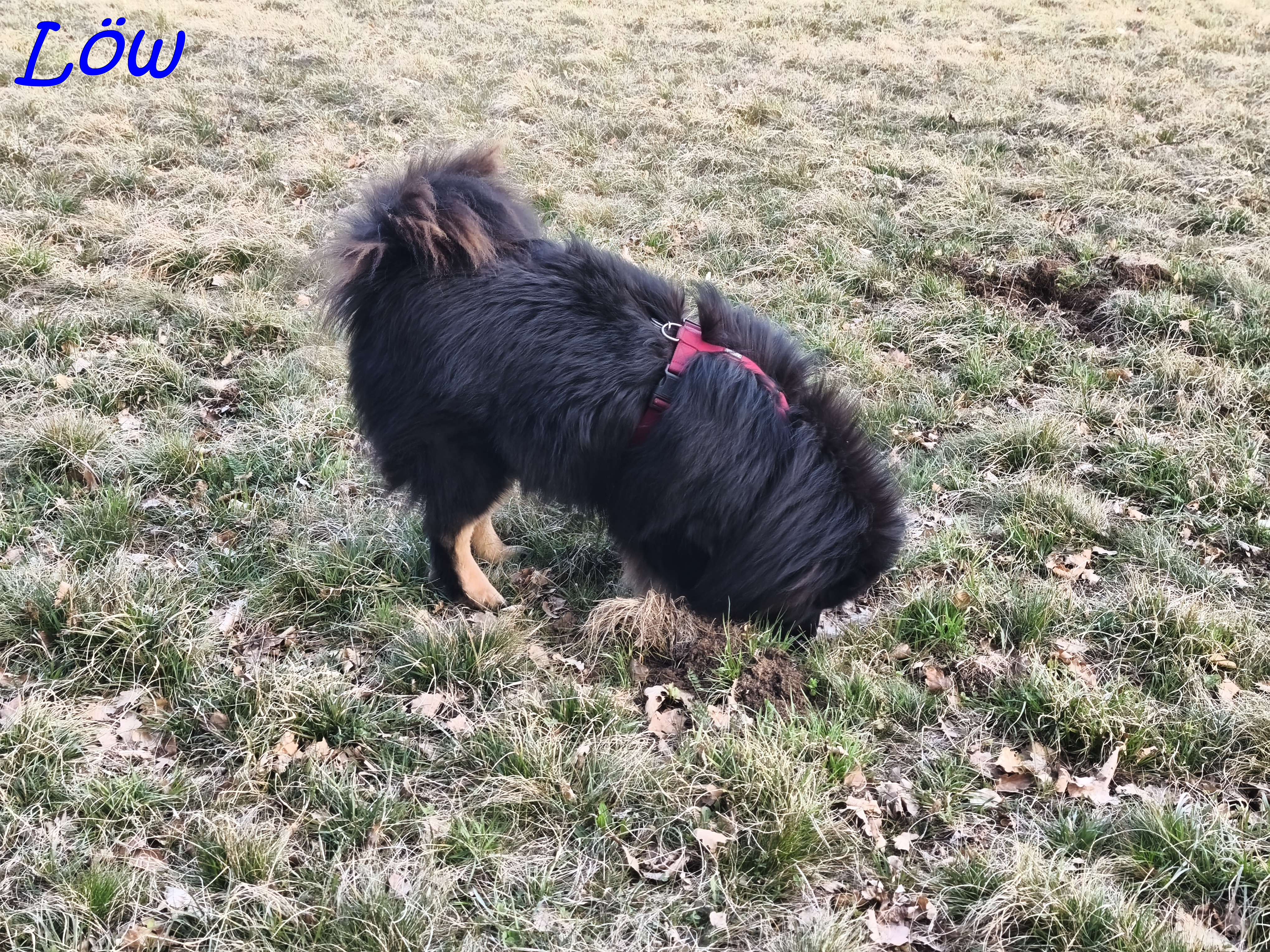 21.3.2025 - Howard sucht